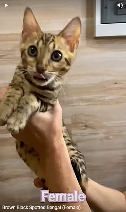 Bengal kittens for sale