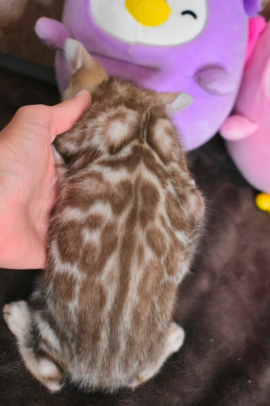 Bengal kittens for sale