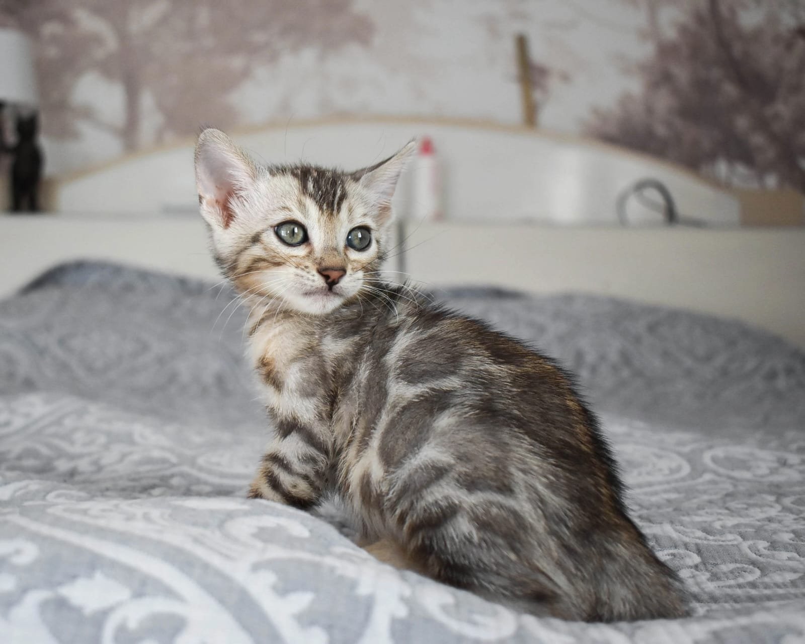 Bengal kittens for sale