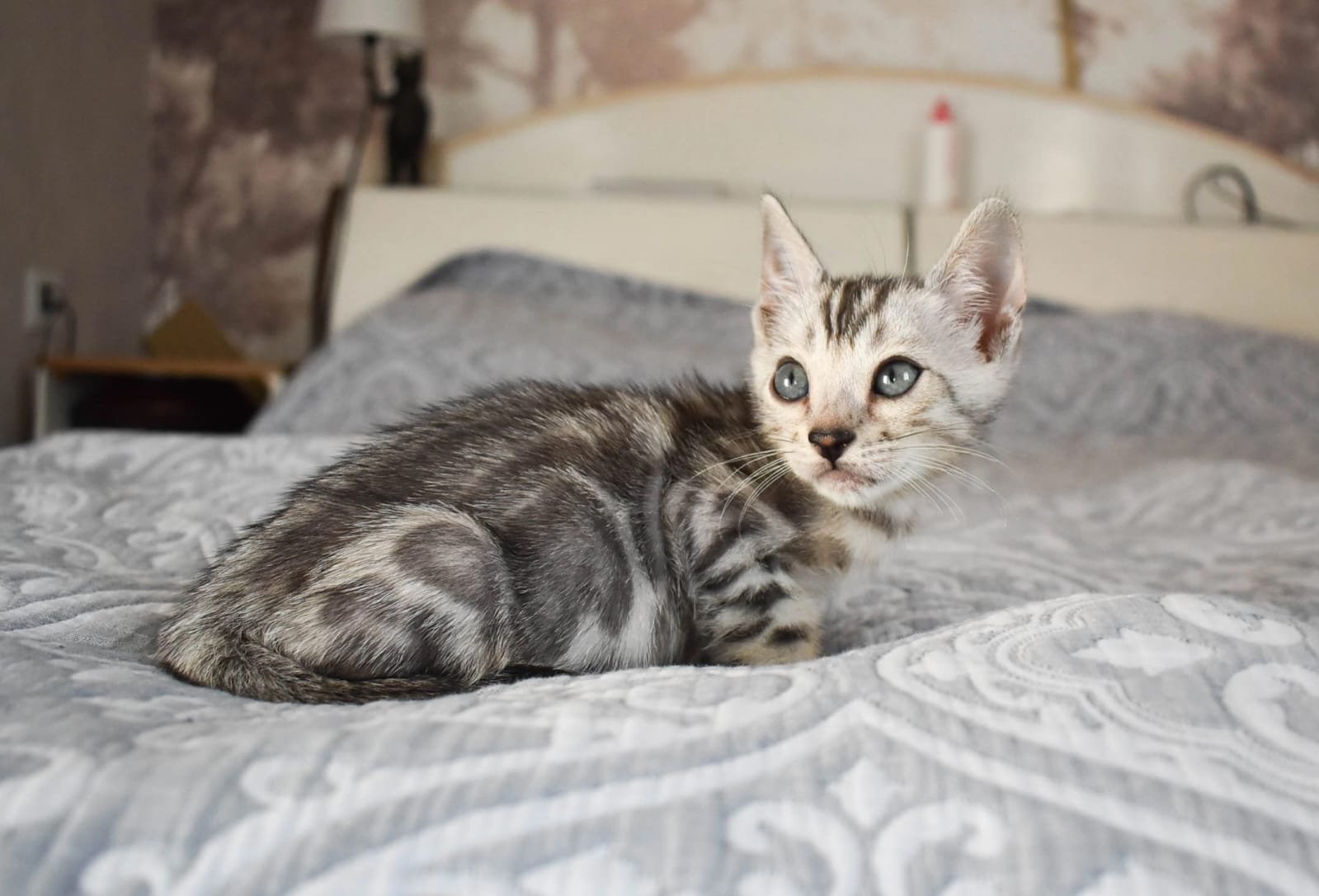 Bengal kittens for sale