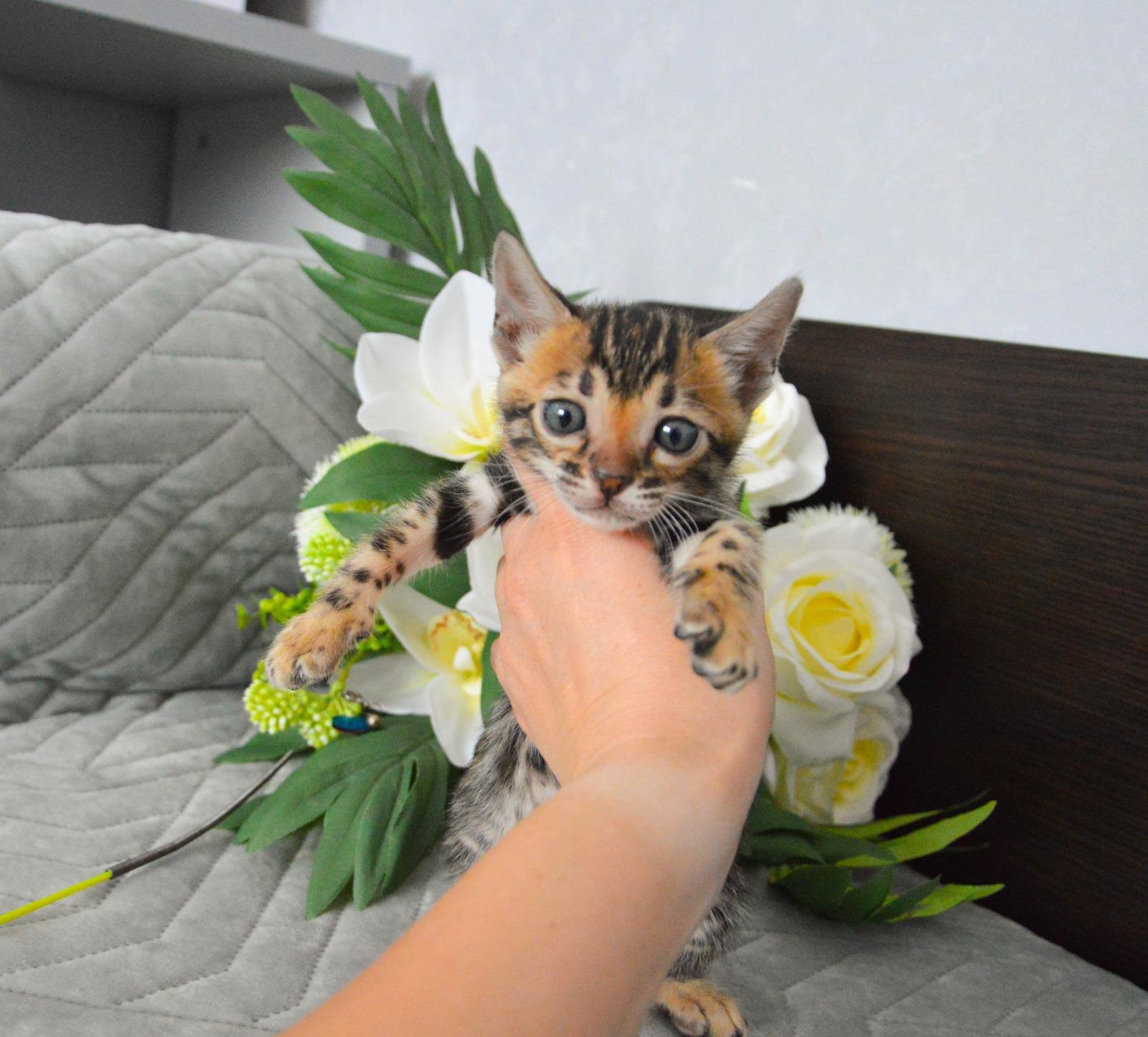 Bengal kittens for sale