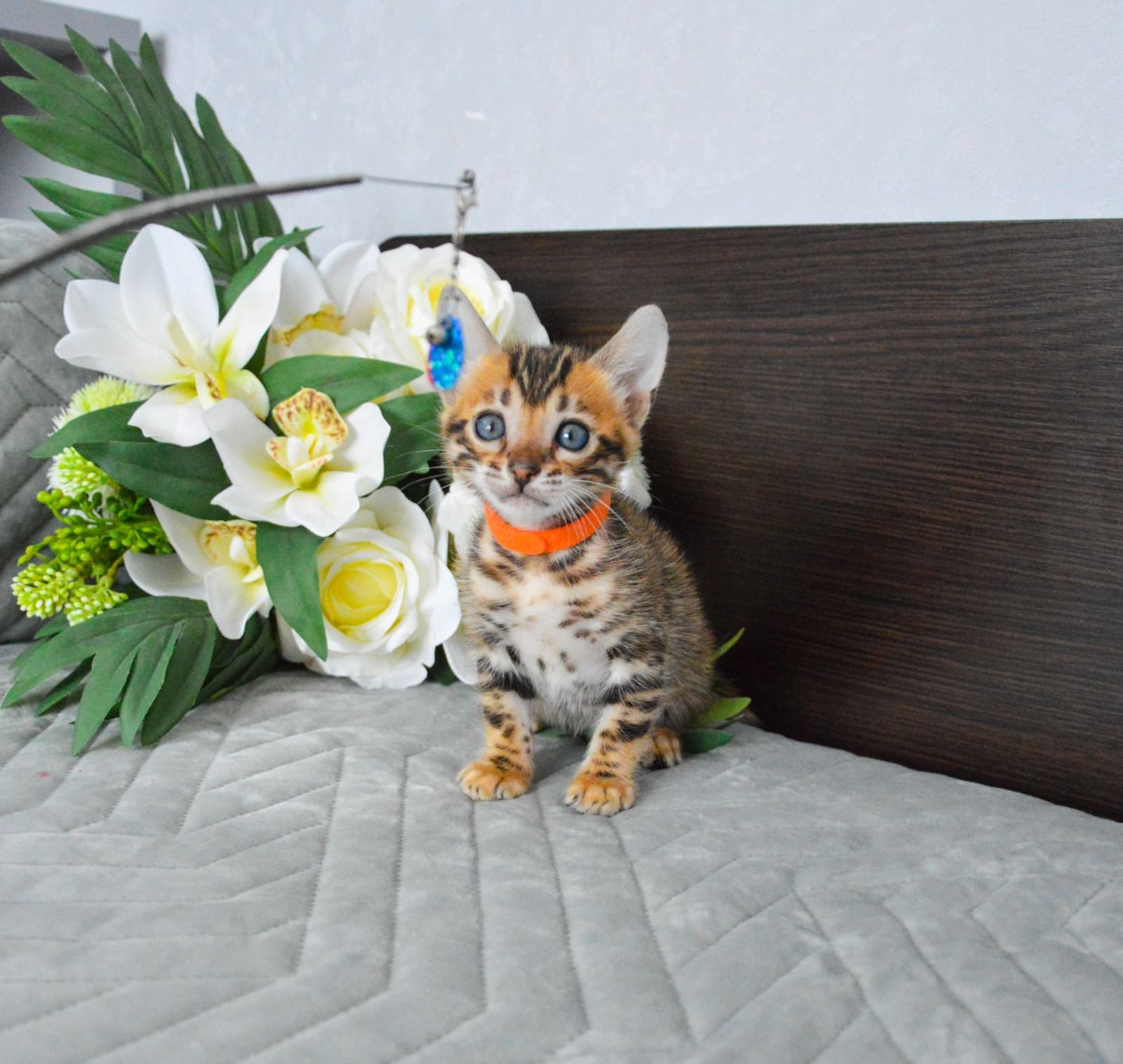 Bengal kittens for sale