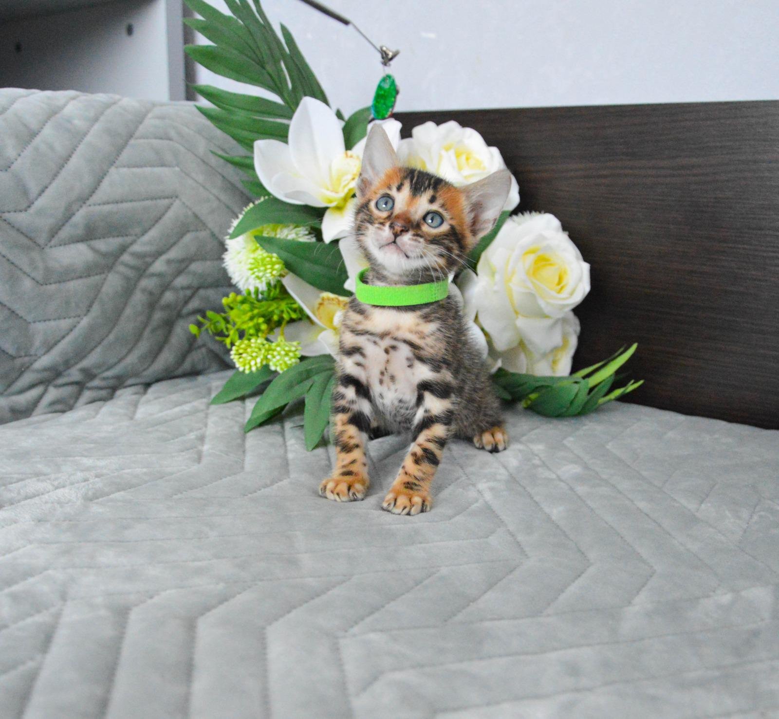 Bengal kittens for sale