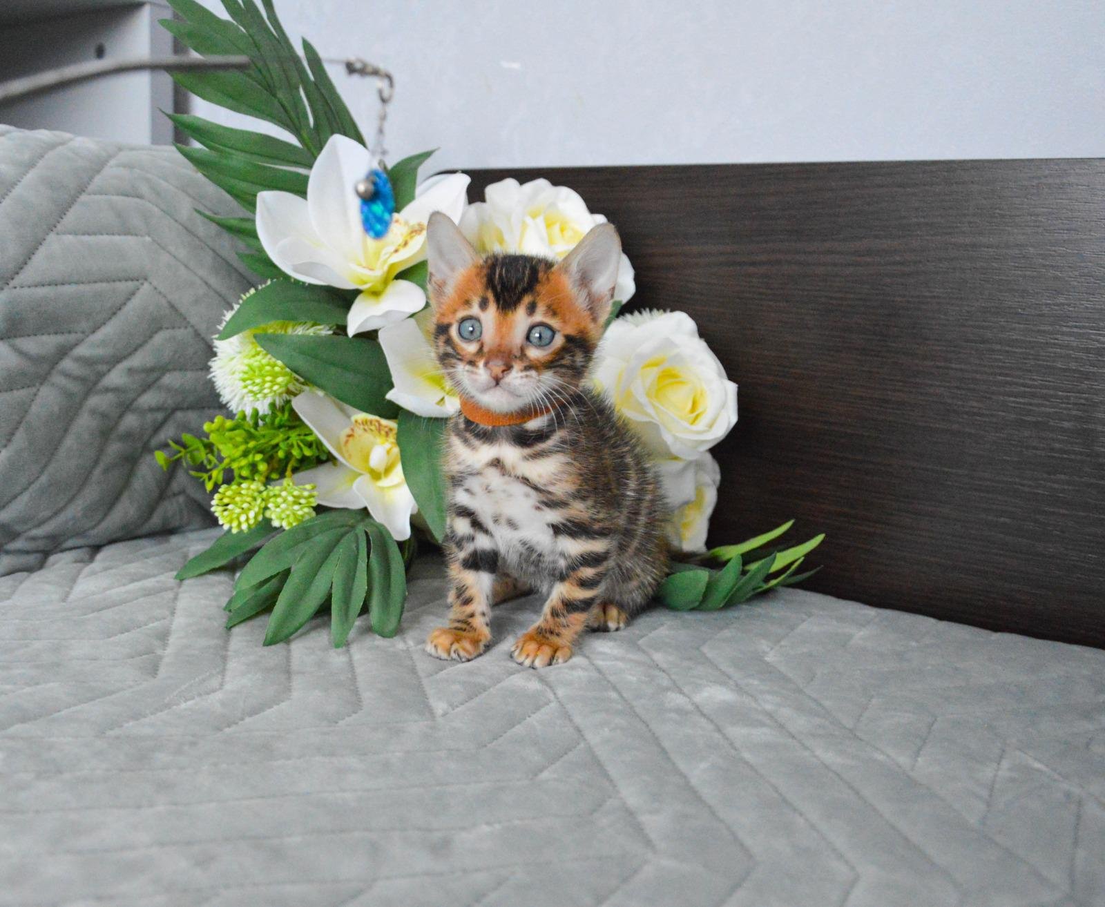 Bengal kittens for sale