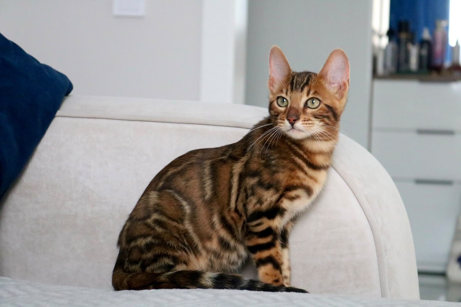 Bengal kittens for sale