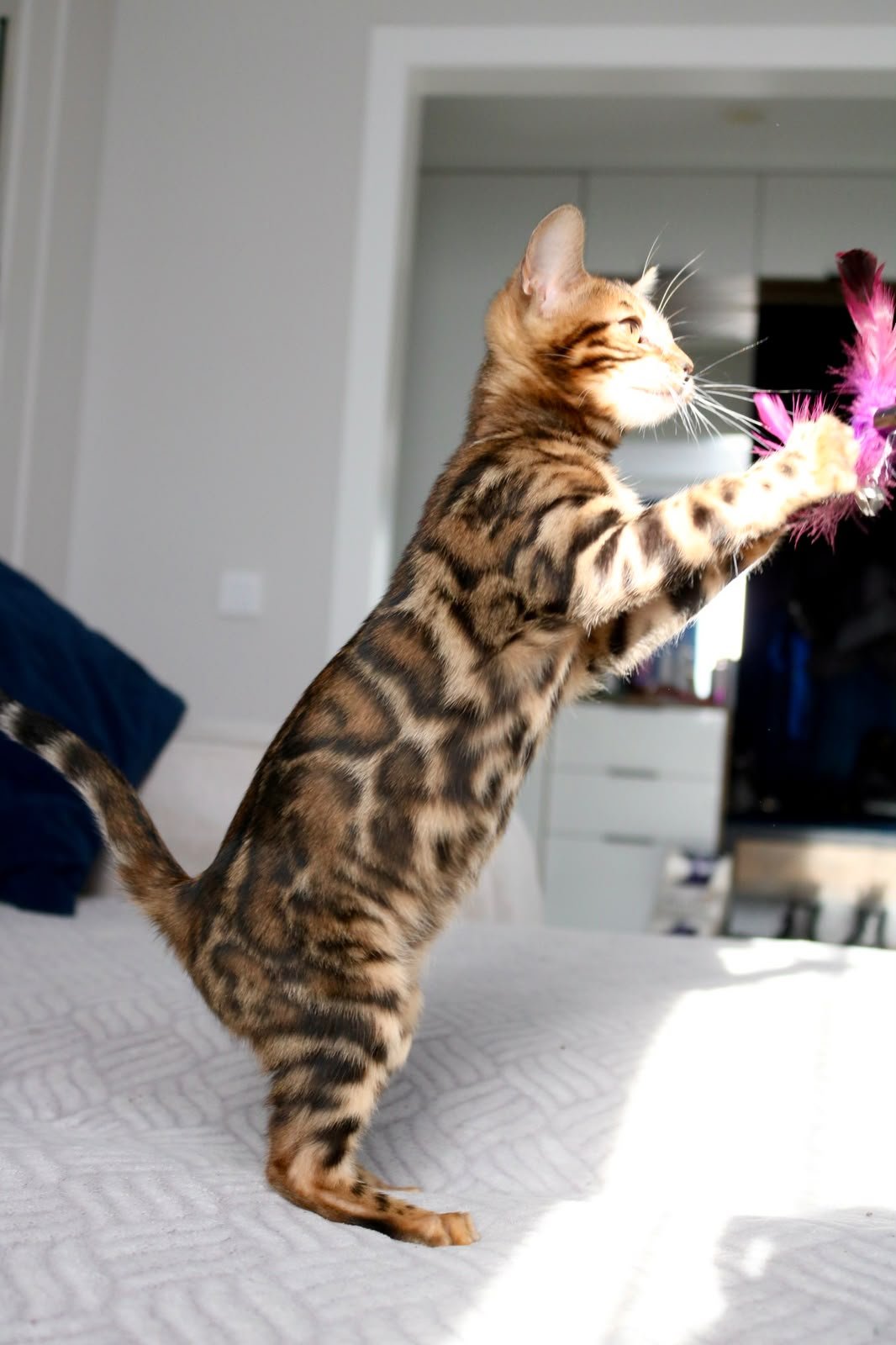 Bengal kittens for sale